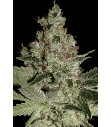 Acid - Paradise Seeds - Kayamurcia.es