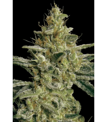 Allkush - Paradise Seeds - Kayamurcia.es