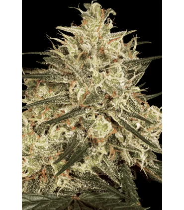 Atomical Haze - Paradise Seeds - Kayamurcia.es