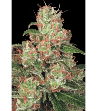 Auto Acid - Paradise Seeds - Kayamurcia.es