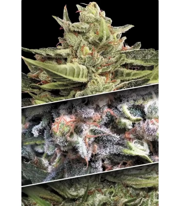 Coleccion Auto Pack n1 - Paradise Seeds - Kayamurcia.es