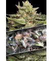 Coleccion Auto Pack n1 - Paradise Seeds.