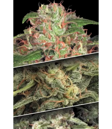 Coleccion Auto Pack n2 - Paradise Seeds - Kayamurcia.es