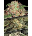 Coleccion Auto Pack n2 - Paradise Seeds.