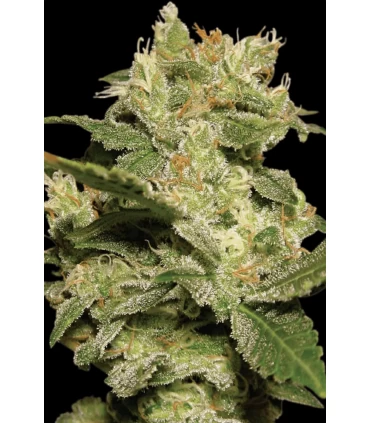 Auto Jack - Paradise Seeds - Kayamurcia.es