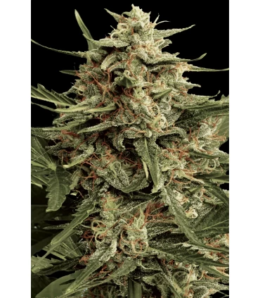 Auto Maria II - Paradise Seeds - Kayamurcia.es