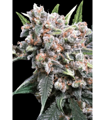 Auto Wappa - Paradise Seeds - Kayamurcia.es