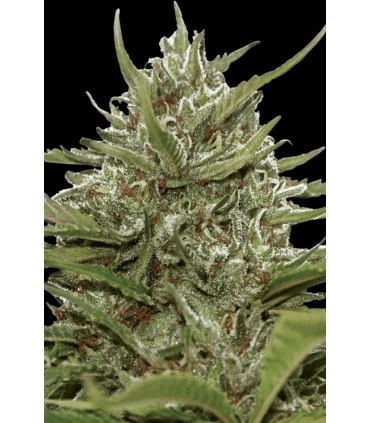 Auto White Berry - Paradise Seeds - Kayamurcia.es