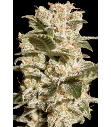 Belladonna - Paradise Seeds - Kayamurcia.es