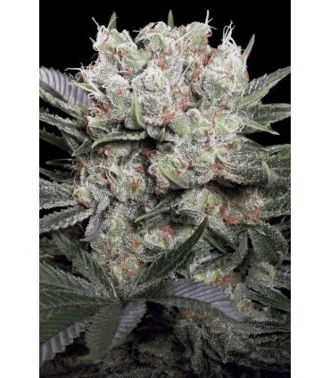 California Gold - Paradise Seeds - Kayamurcia.es