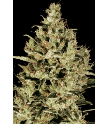 Delahaze - Paradise Seeds - Kayamurcia.es