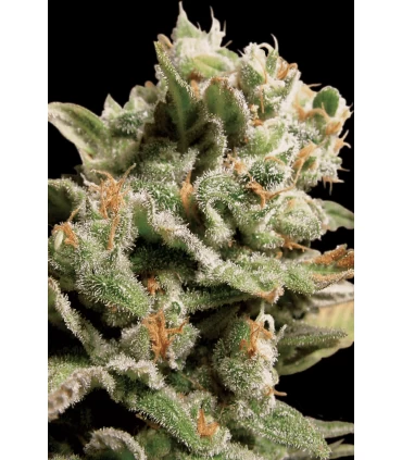 Dutch Dragon - Paradise Seeds - Kayamurcia.es