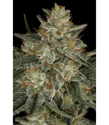Dutch Kush - Paradise Seeds - Kayamurcia.es