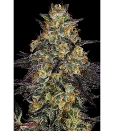 El Dorado OG - Paradise Seeds - Kayamurcia.es