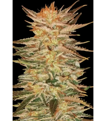Ice Cream - Paradise Seeds - Kayamurcia.es