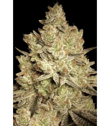 Jacky White - Paradise Seeds - Kayamurcia.es