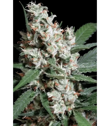 LA Amnesia - Paradise Seeds - Kayamurcia.es