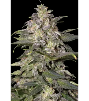 Magic Bud - Paradise Seeds - Kayamurcia.es