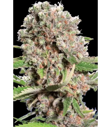Mendocino Skunk - Paradise Seeds - Kayamurcia.es