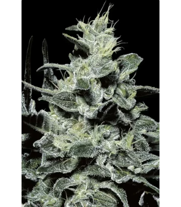 Nebula - Paradise Seeds - Kayamurcia.es