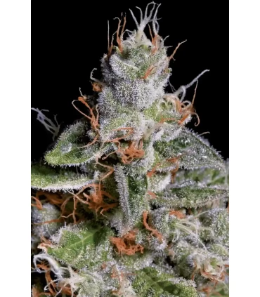 Original Cheese - Paradise Seeds - Kayamurcia.es