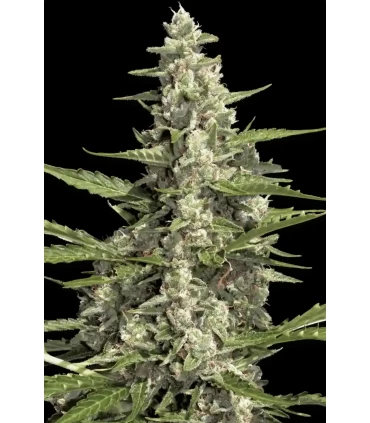 Pandora - Paradise Seeds - Kayamurcia.es
