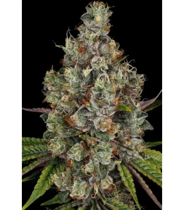 Rainbow Road - Paradise Seeds - Kayamurcia.es