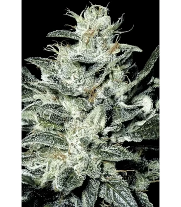 Sensi Star - Paradise Seeds - Kayamurcia.es