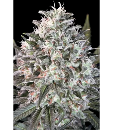 Space Cookies - Paradise Seeds - Kayamurcia.es