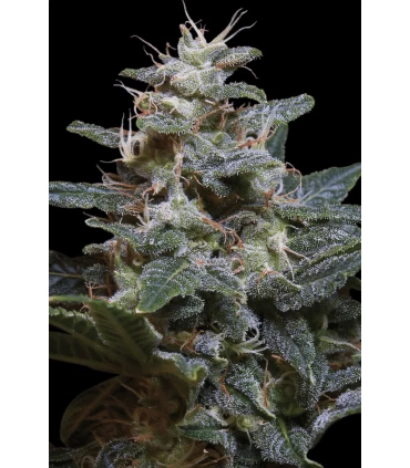 Sweet Purple - Paradise Seeds - Kayamurcia.es