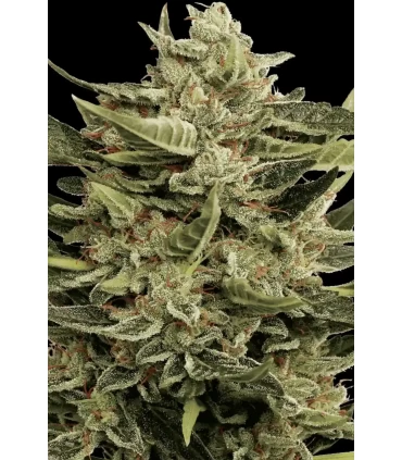 Vertigo - Paradise Seeds - Kayamurcia.es