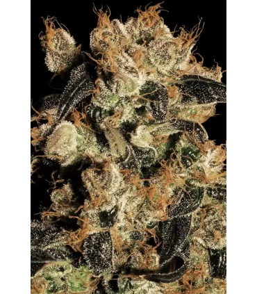 White Berry - Paradise Seeds - Kayamurcia.es