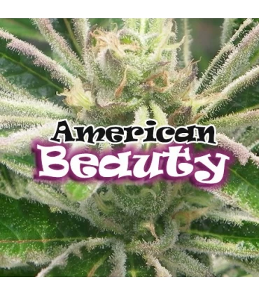American Beauty - Dr Underground. - Kayamurcia.es