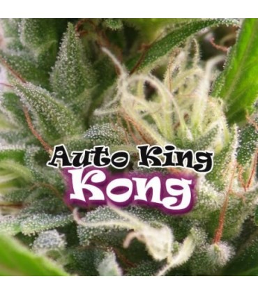 Auto King Kong - Dr Underground - Kayamurcia.es