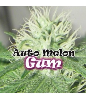 Auto Melon Gum - Dr Underground - Kayamurcia.es