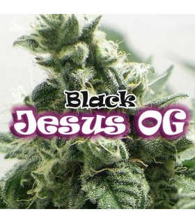 Black Jesus OG - Dr Underground - Kayamurcia.es