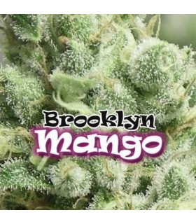 Brooklyn Mango - Dr Underground - Kayamurcia.es