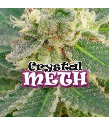 Crystal M.E.H.T. - Dr Underground - Kayamurcia.es