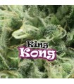 King Kong - Dr Underground.