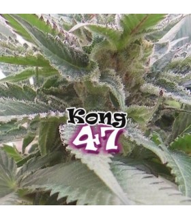 Kong 47 - Dr Underground - Kayamurcia.es