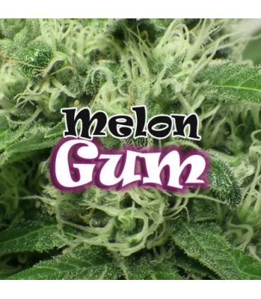 Melon Gum - Dr Underground - Kayamurcia.es