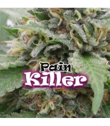 Painkiller - Dr Underground - Kayamurcia.es
