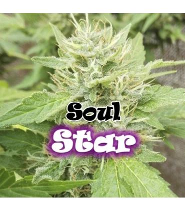 Soul Star - Dr Underground - Kayamurcia.es