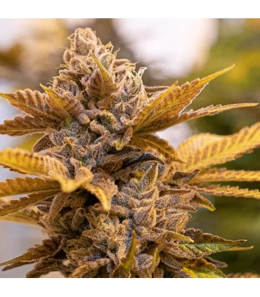 Alien Candy Kush Fast - High Speed Buds. 