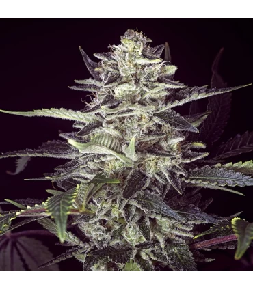 Auto Brain Stroke - High Speed Buds. 