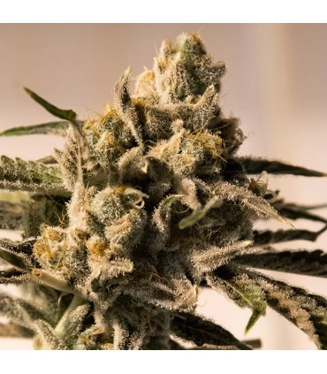 Cherry Pie Fast - High Speed Buds. 