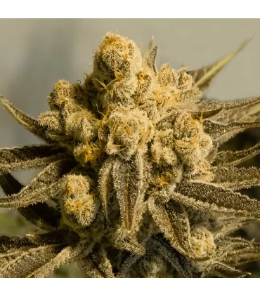Auto Critical Glue #4 - High Speed Buds. 