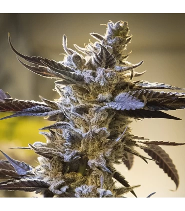 Auto Ghost Train Og - High Speed Buds. 