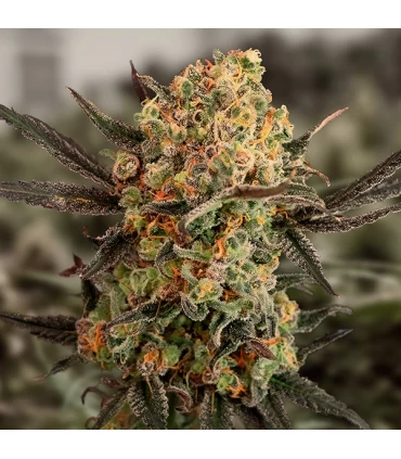 Auto Gorilla Cookies - High Speed Buds. 