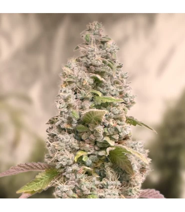 Gorilla Cookies Fast - High Speed Buds. 